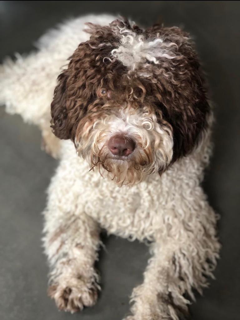 Dekreu Spaanse waterhond, Particulier, Reu, Buitenland, Parvo