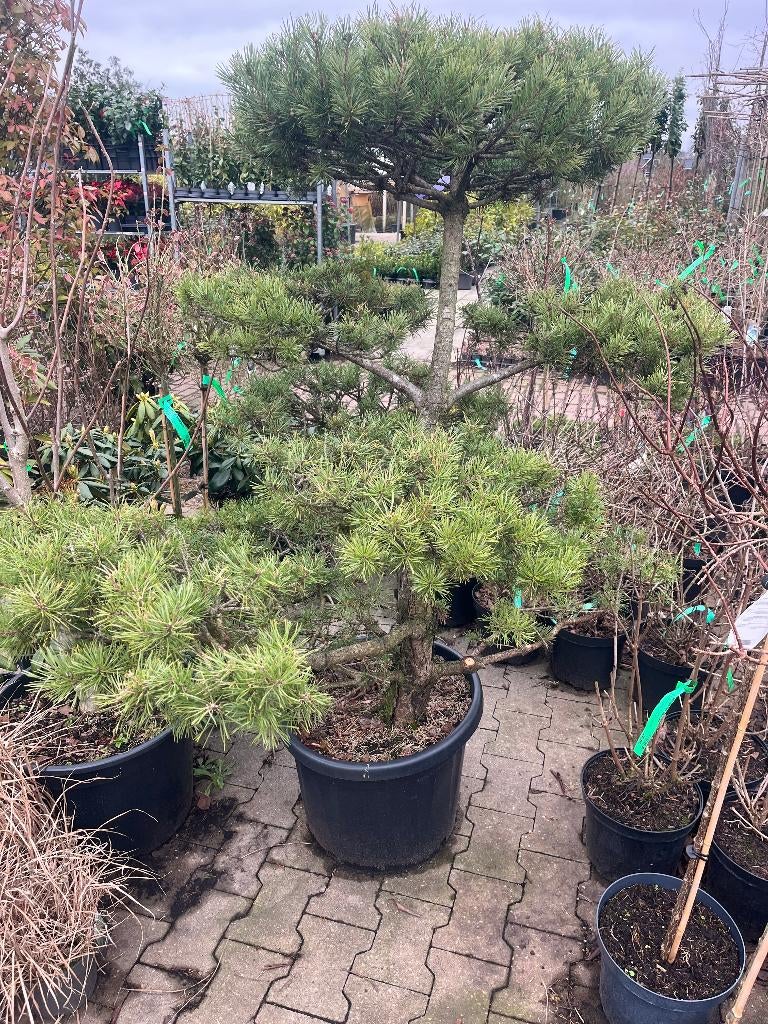 BONSAI tuin,   Bonsai PINUS,   exclusief  POM POM, Volle zon, Vaste plant, Bloeit niet, Ophalen