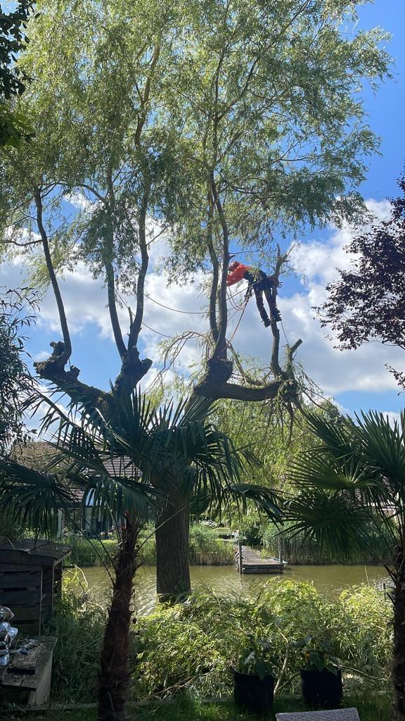 Boomverzorger Drenthe, Bomen Kappen, Snoeien, Heggen Knippen, Tuinonderhoud of Snoeiwerk