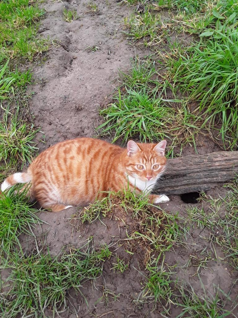 Boerdery kittens , reeds allemaal geplaatst !!!, Dieren en Toebehoren, Katten en Kittens | Overige Katten, Meerdere dieren, Kortharig