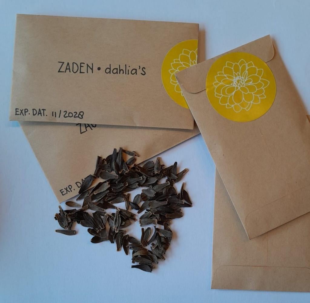 Dahlia zaden, Tuin en Terras, Bloembollen en Zaden, Ophalen of Verzenden, Voorjaar, Volle zon, Zaad