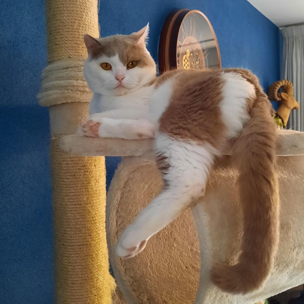 brits korthaar lilac/wit DEKKATER met stamboom NIET TE KOOP, Dieren en Toebehoren, 6 jaar of ouder