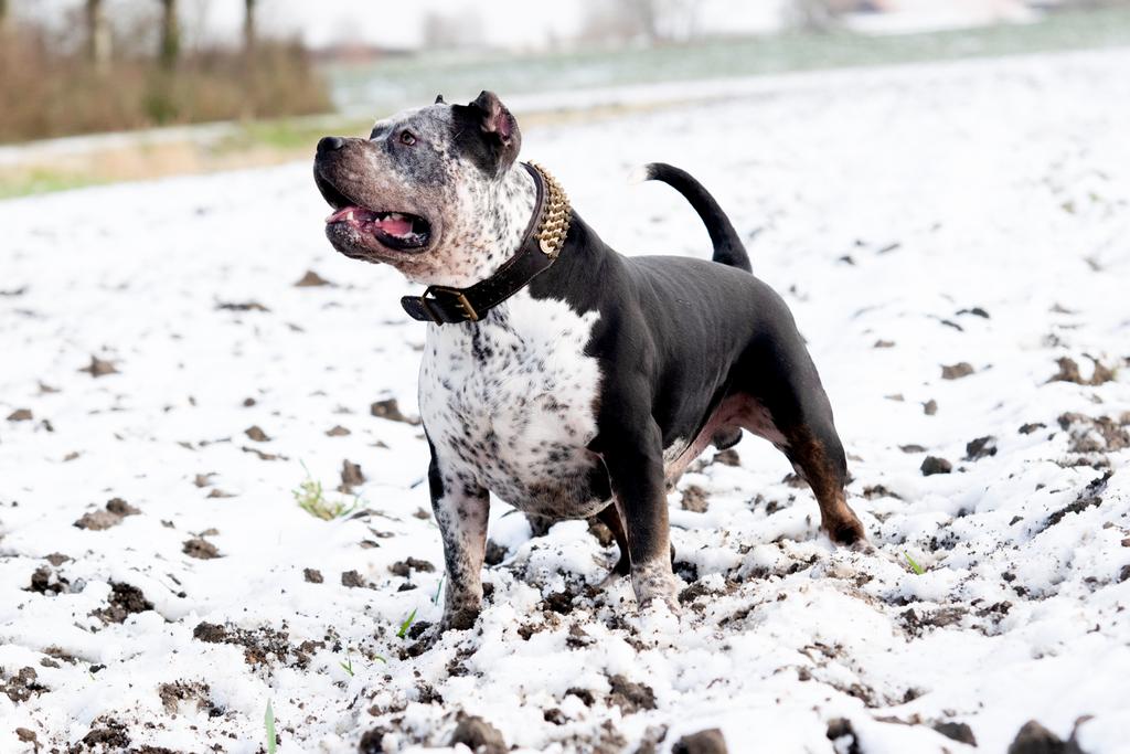 American Bully XL - Dekreu, Dieren en Toebehoren, Parvo, Reu, 1 tot 2 jaar, Eén hond
