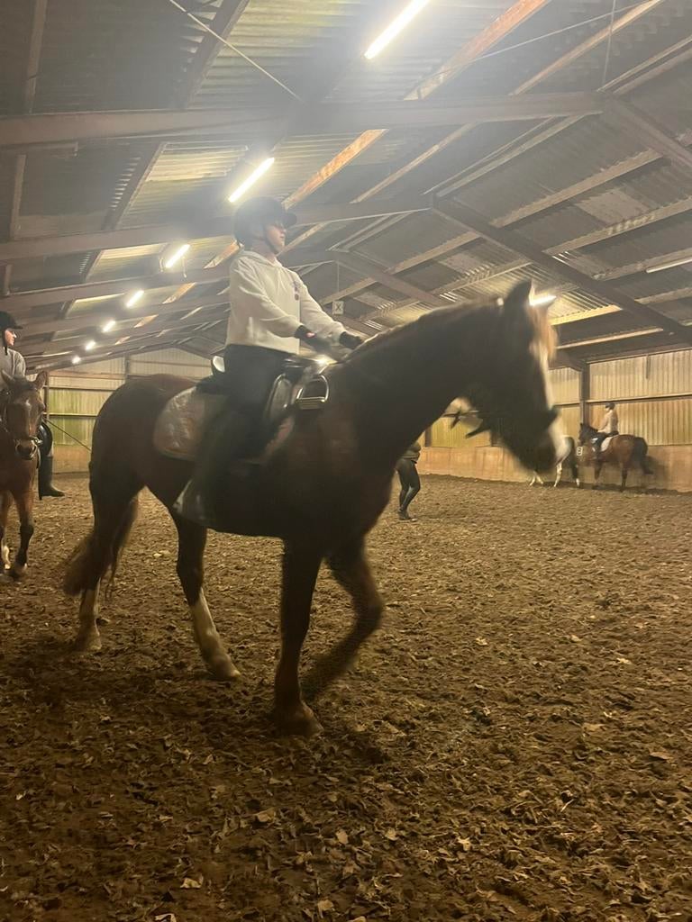 Verzorg/ bijrijd pony gezocht!, Ophalen of Verzenden, Nieuw