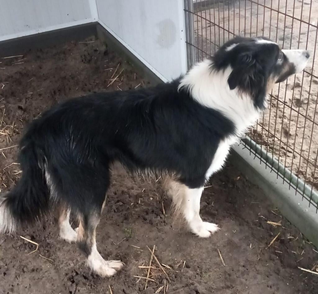 Bordercollie collie veedrijver Border Collie schaap, Dieren en Toebehoren, Reu, 1 tot 2 jaar, Parvo, Eén hond