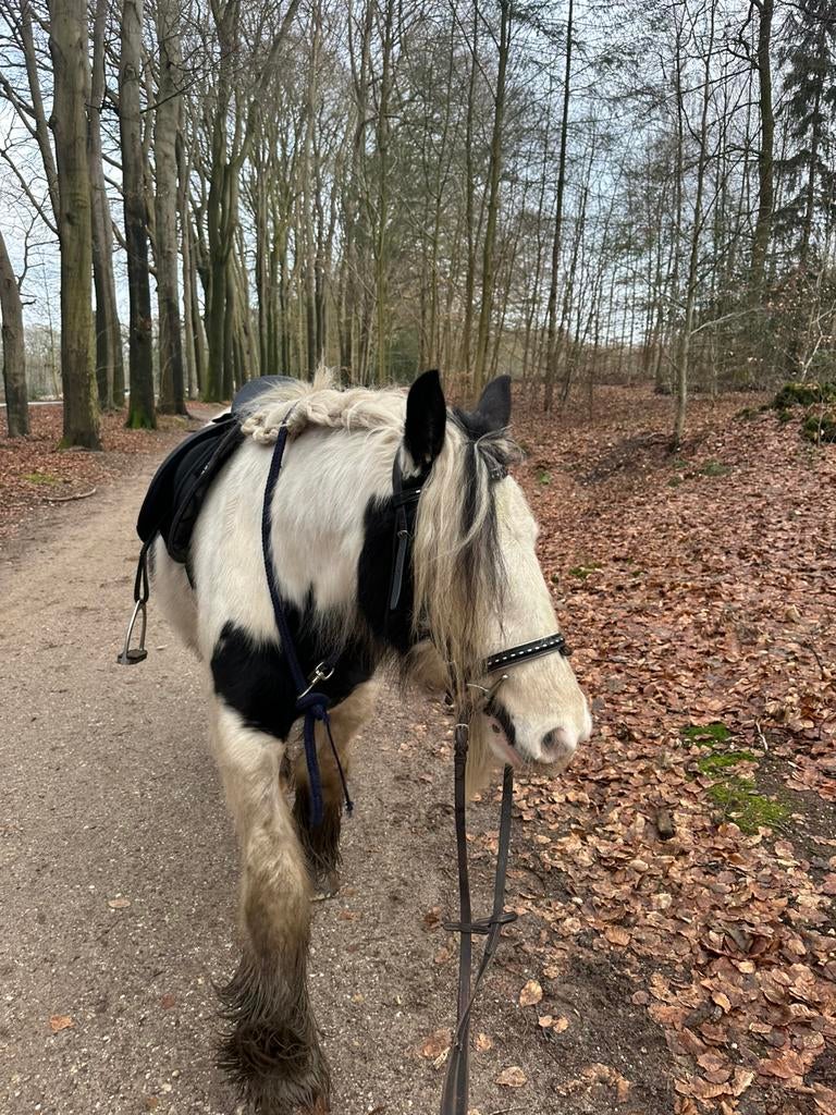 Verzorger gezocht, Ophalen of Verzenden