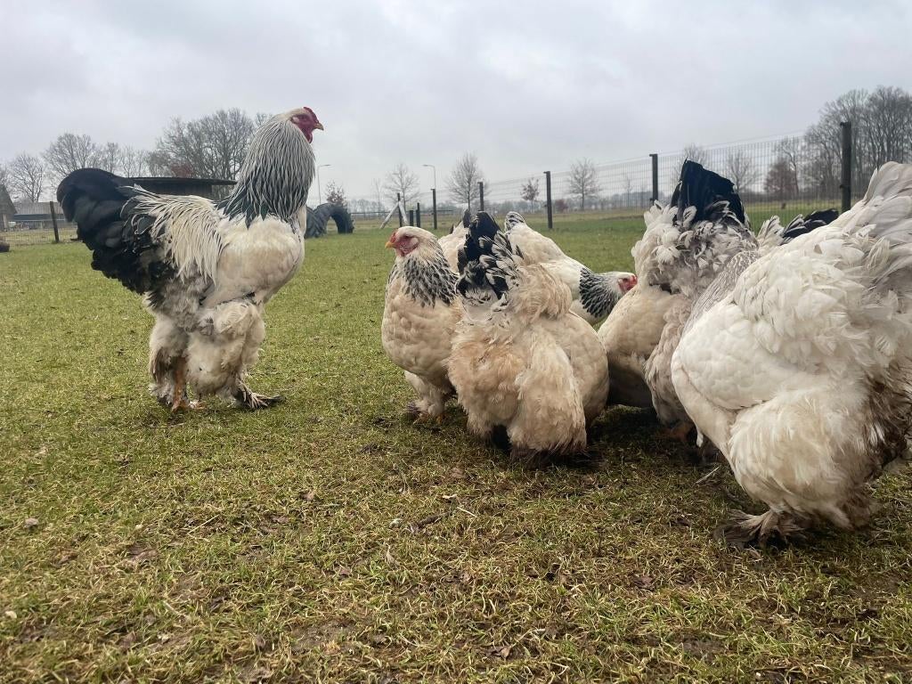 Brahma zwart / blauw  wit Columbia kuikens/broedeieren, Dieren en Toebehoren, Pluimvee, Meerdere dieren, Kip