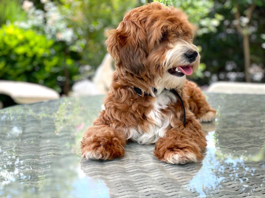 Maltipoo dekreutje        Sjefke, Parvo, Reu, 1 tot 2 jaar, Eén hond