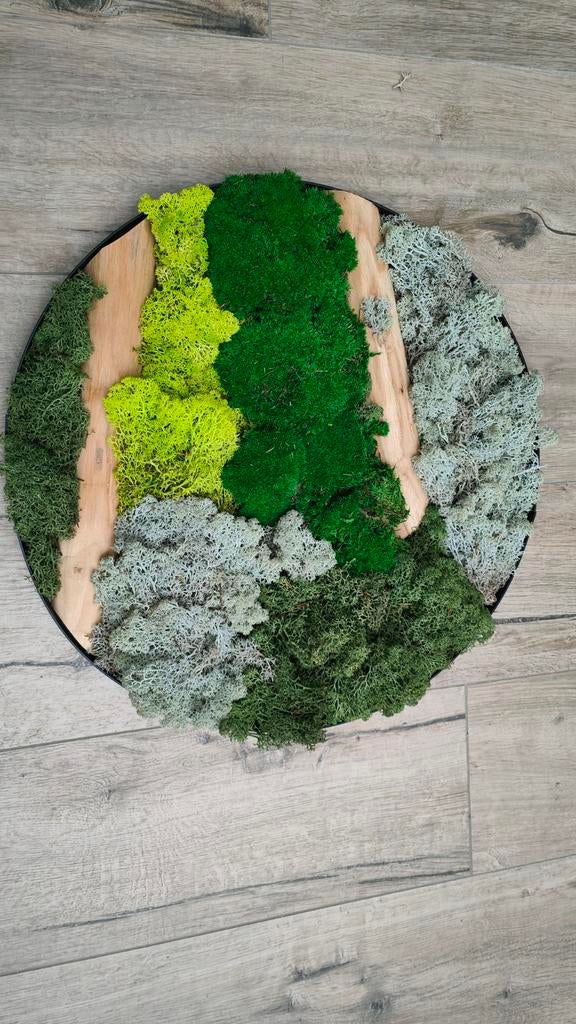 Mosschilderij, moscirkel van bolmos en rendiermos., Ophalen of Verzenden, Nieuw