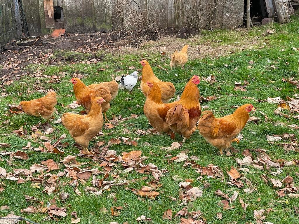 Wyandotte Buff kriel hanen, Dieren en Toebehoren, Pluimvee, Mannelijk, Kip