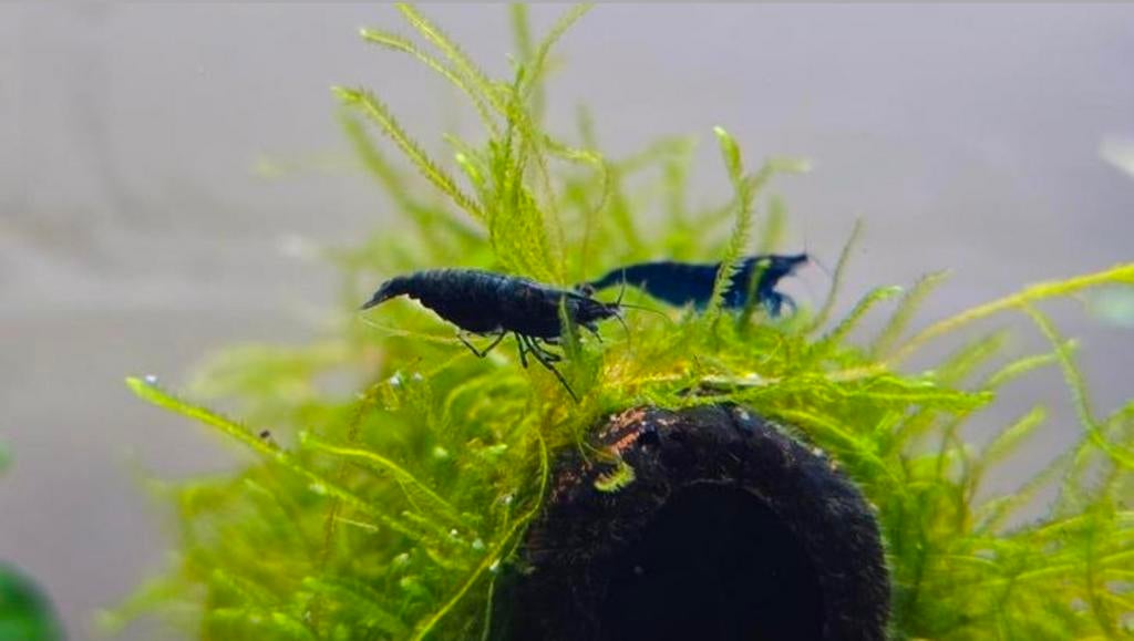 Neocaridina -  Blue Dream Garnalen  🦐🦐, Dieren en Toebehoren, Vissen | Aquariumvissen, Kreeft, Krab of Garnaal, Zoetwatervis