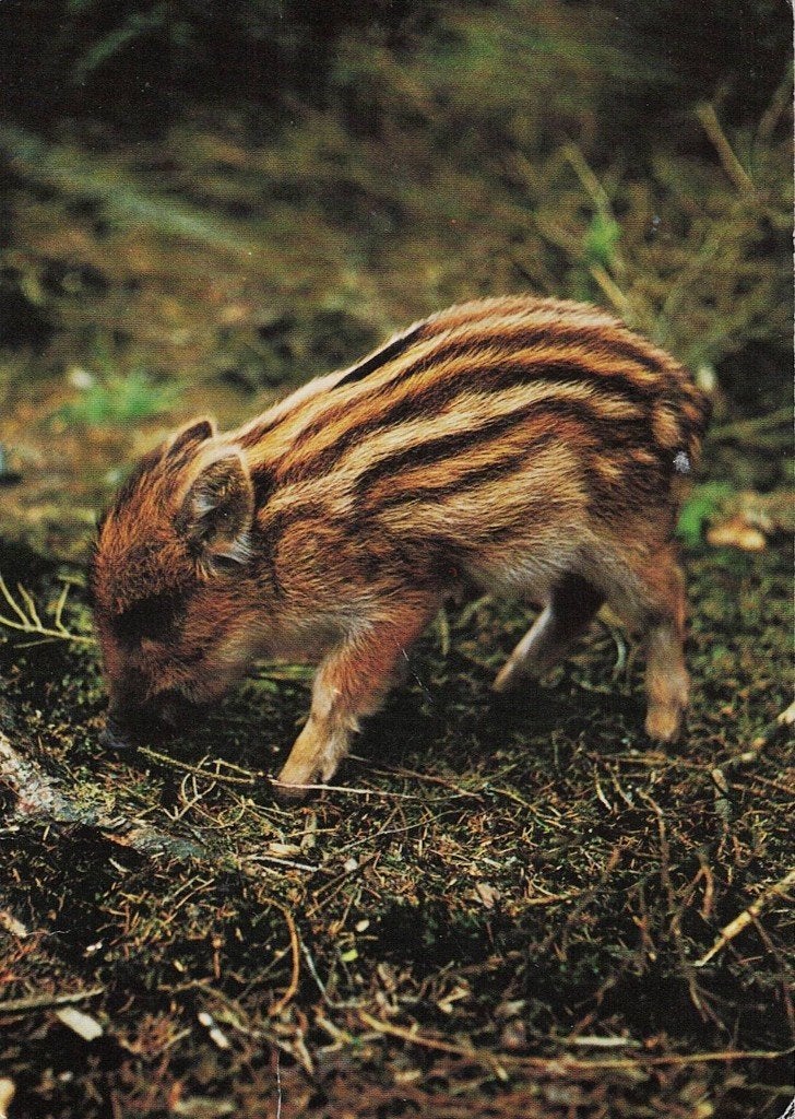 Wild Zijn 327, Verzenden, 1960 tot 1980, Gelopen, Wild dier