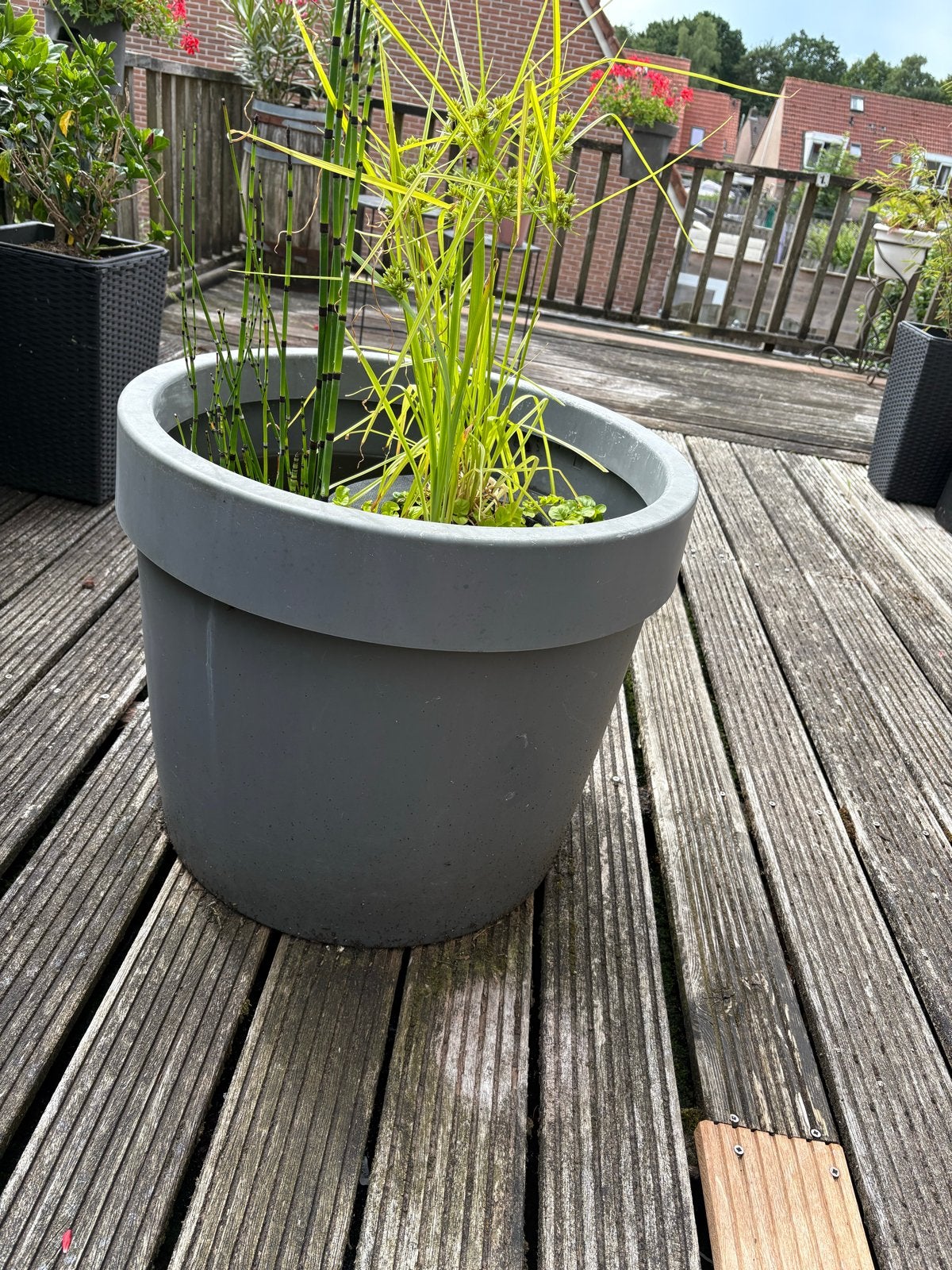 Terrasvijver met waterplanten, Tuin en Terras, Ophalen, Gebruikt