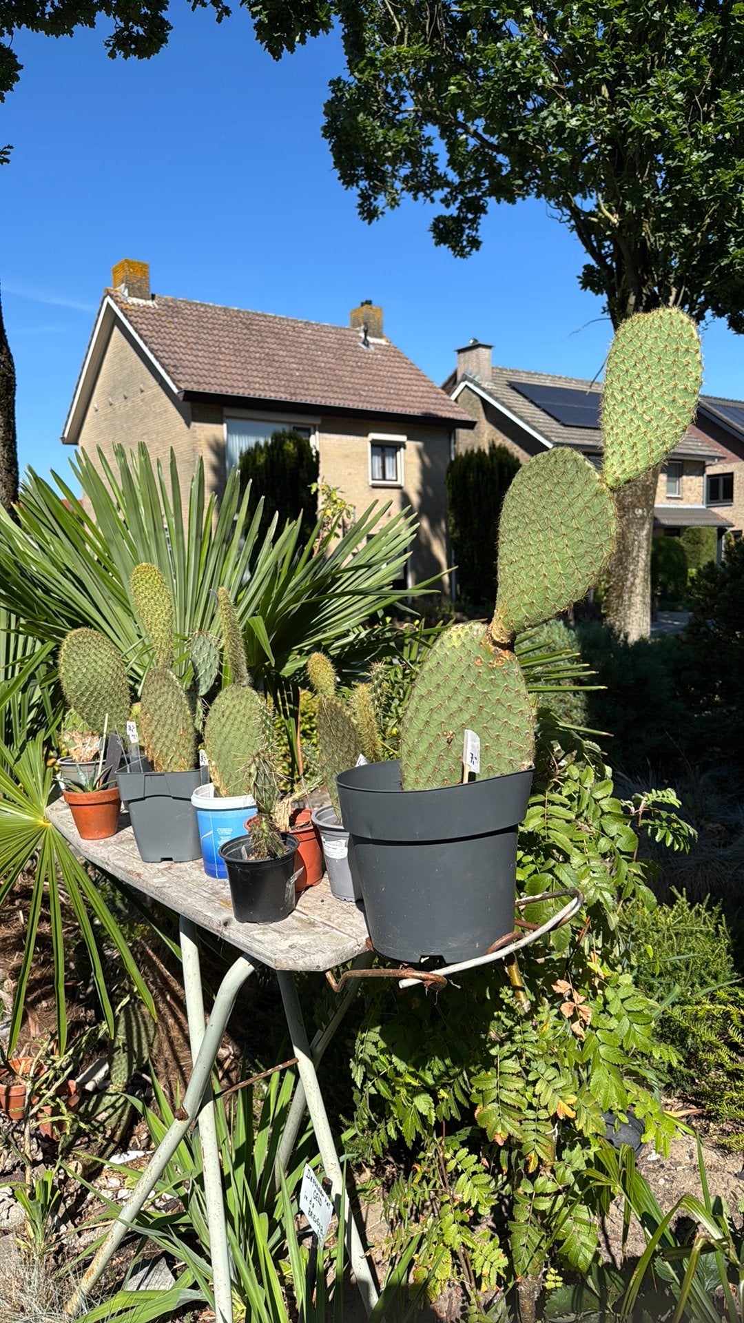 Droogte? Geen probleem: Winterharde cactussen., Ophalen, Bloeit niet, Overige soorten, Volle zon