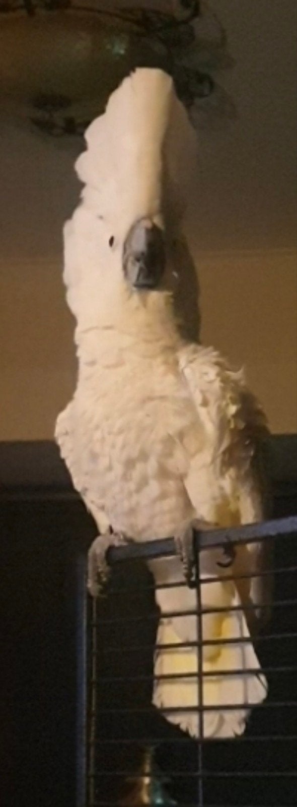 witte kaketoe, Mannelijk, Papegaai