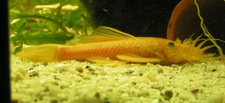 L144, Vis, Zoetwatervis