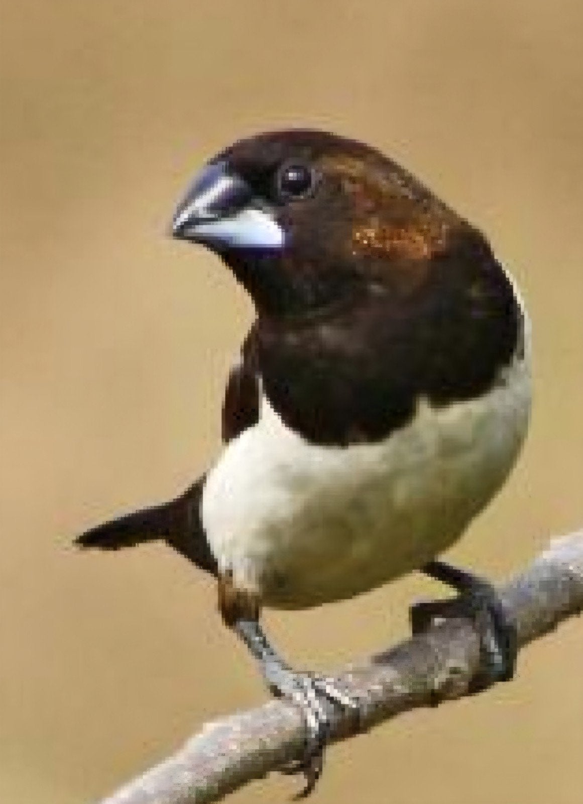 Japanse meeuwtjes, Dieren en Toebehoren, Vogels | Overige Vogels, Meerdere dieren