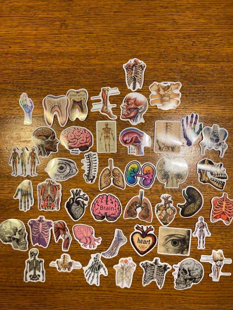 Stickers voor scrapbooking : anatomie, Ophalen of Verzenden, Zo goed als nieuw
