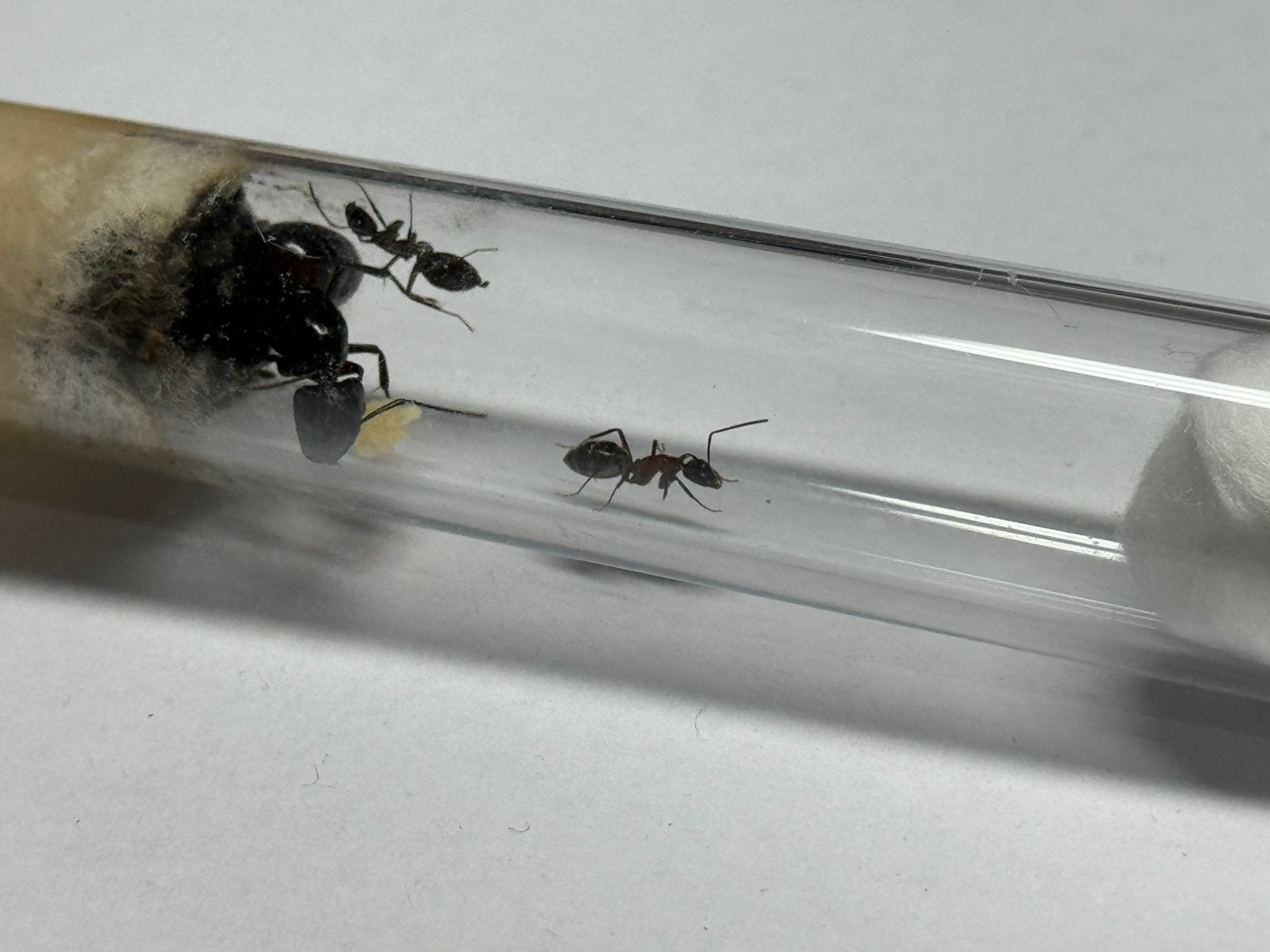 1Q Camponotus ligniperda | 2 werksters en broed, Mieren