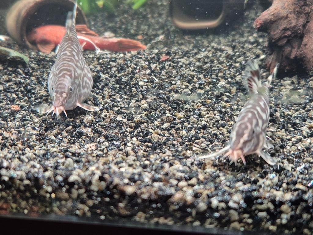 3 marmer botia's, Dieren en Toebehoren, Ophalen