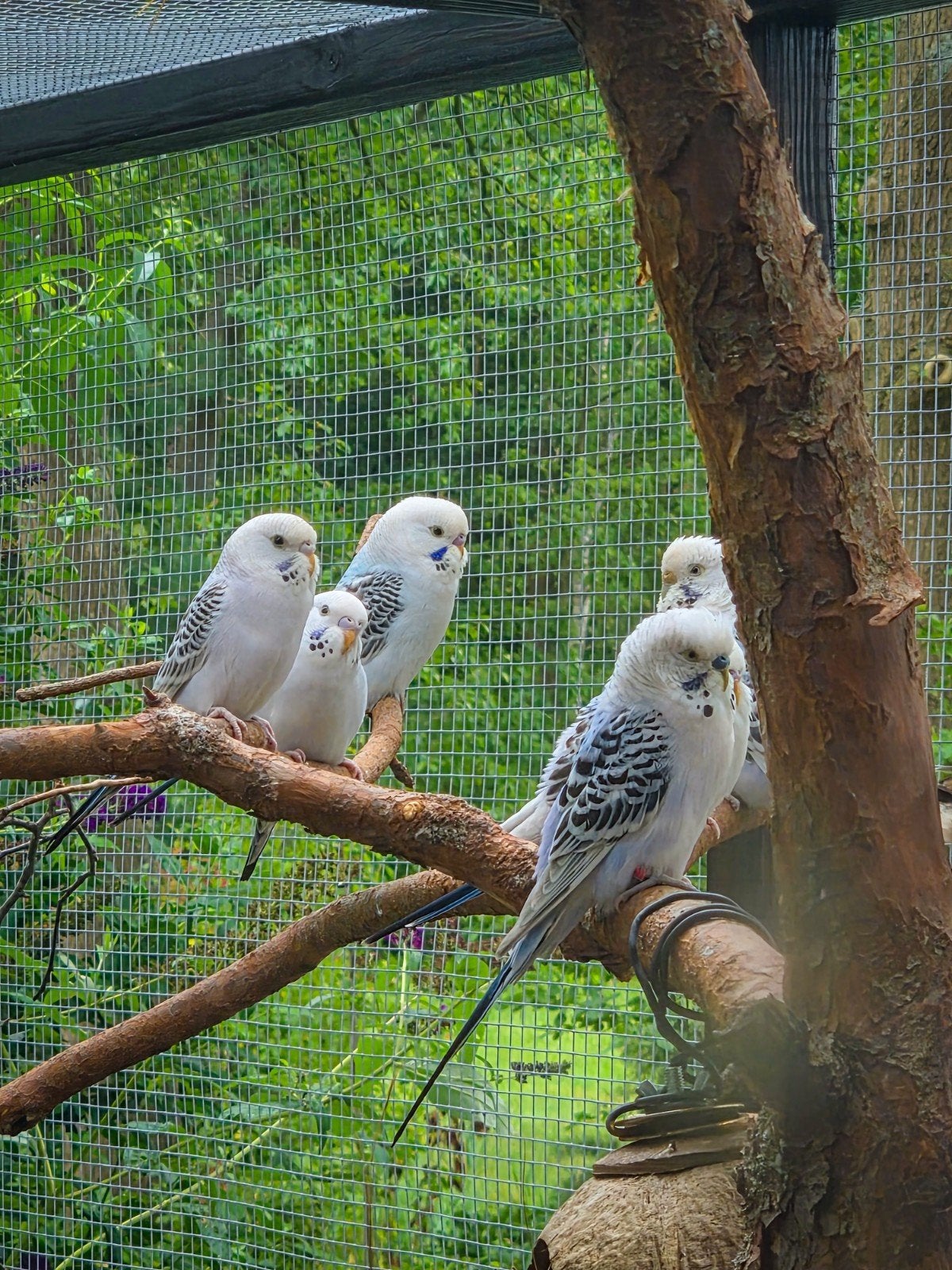 Te koop, jonge Grasparkieten, Pallid, Meerdere dieren, Parkiet
