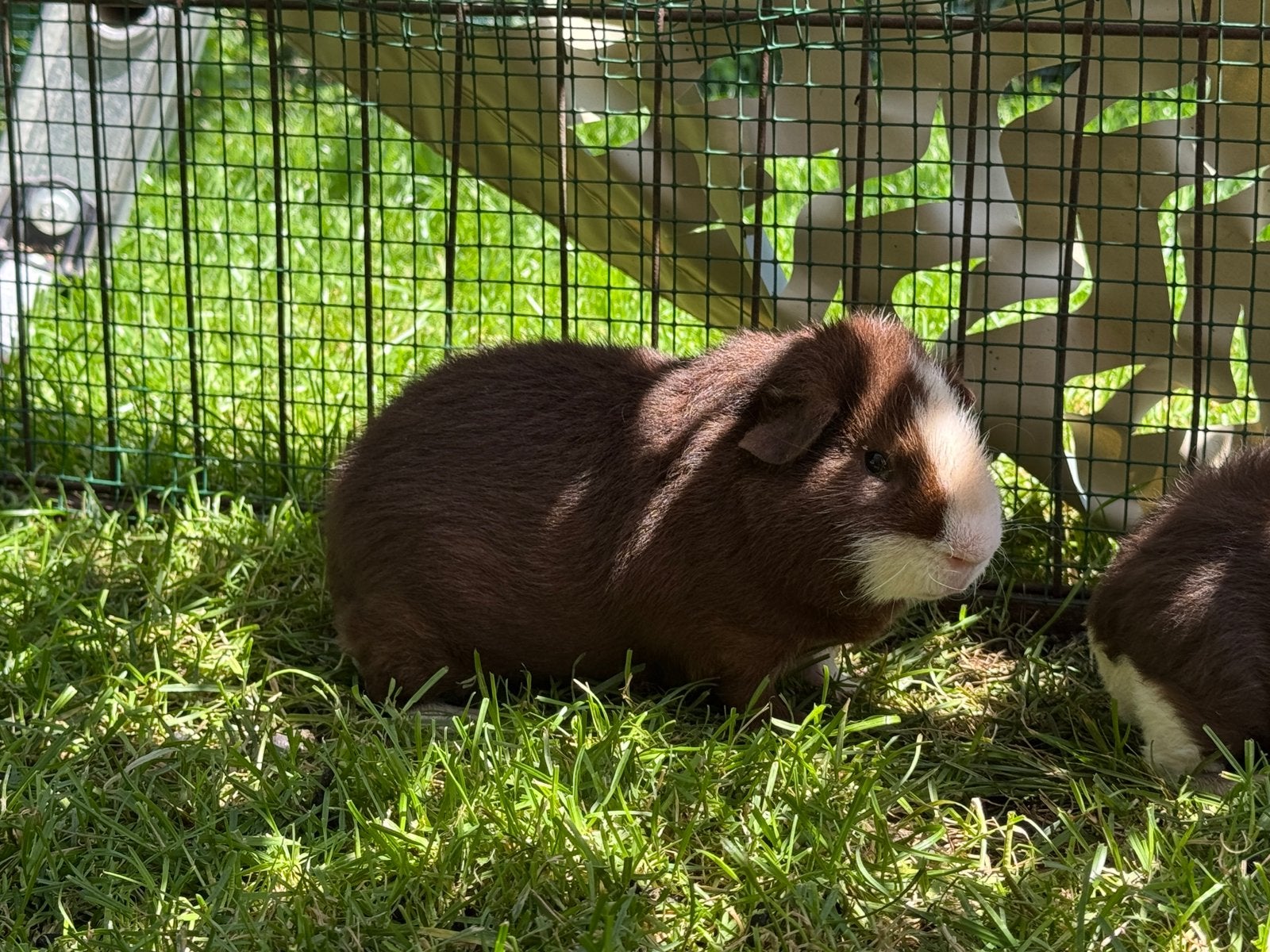 Knap beertje Alex, Dieren en Toebehoren, Februari, Mannelijk, Cavia