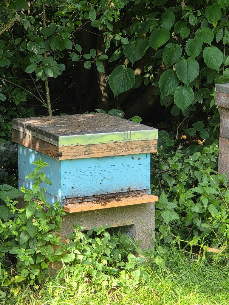 Bijenvolk, Dieren en Toebehoren, Insecten en Spinnen, Bijen