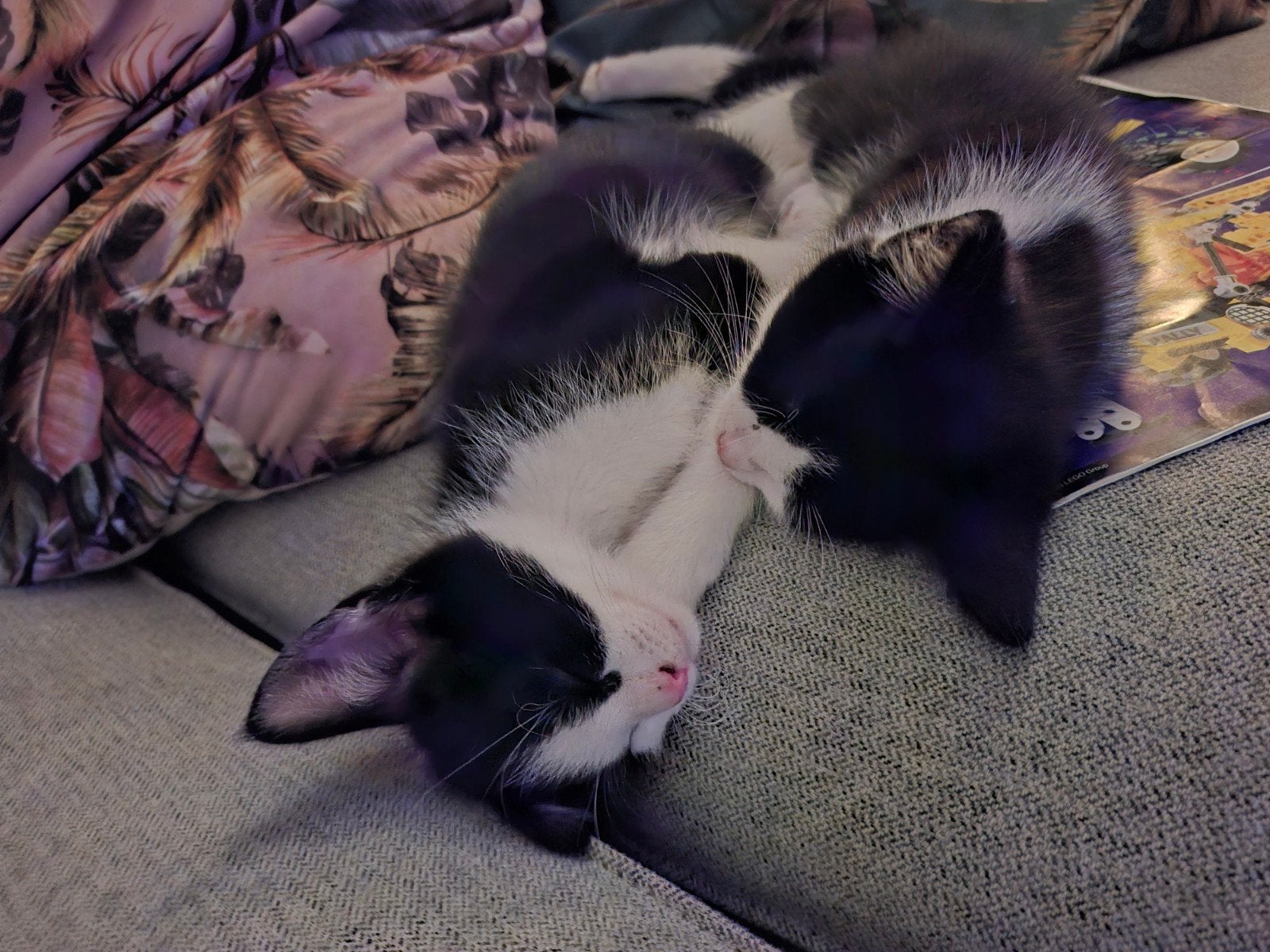 kittens poes en  katertje.. mogen het nest verlaten., Dieren en Toebehoren, Meerdere dieren, Kortharig, 0 tot 2 jaar