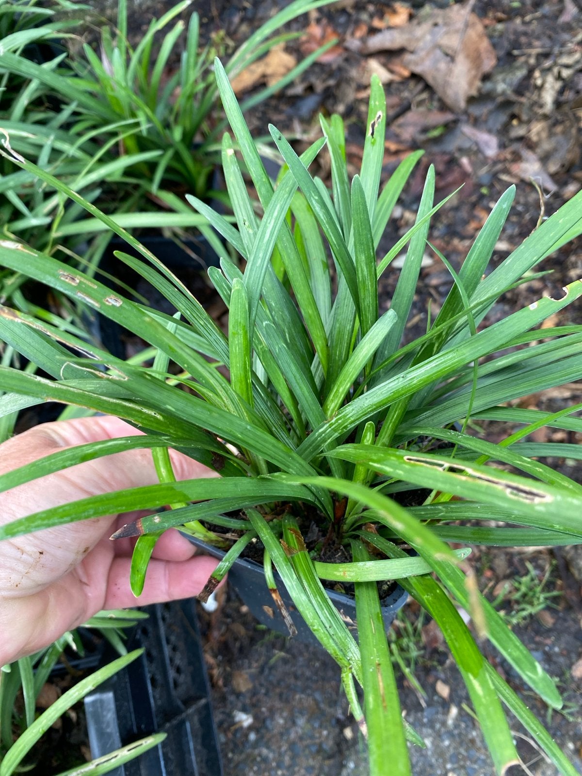 Liriope Big Blue - Leliegras, Tuin en Terras, Ophalen, Overige soorten, Struik, Minder dan 100 cm