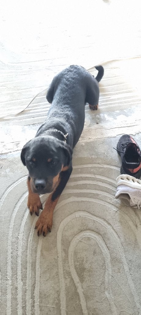 Rotweiler teef 5mnd, 15 weken tot 1 jaar, Overige rassen, Teef, Eén hond