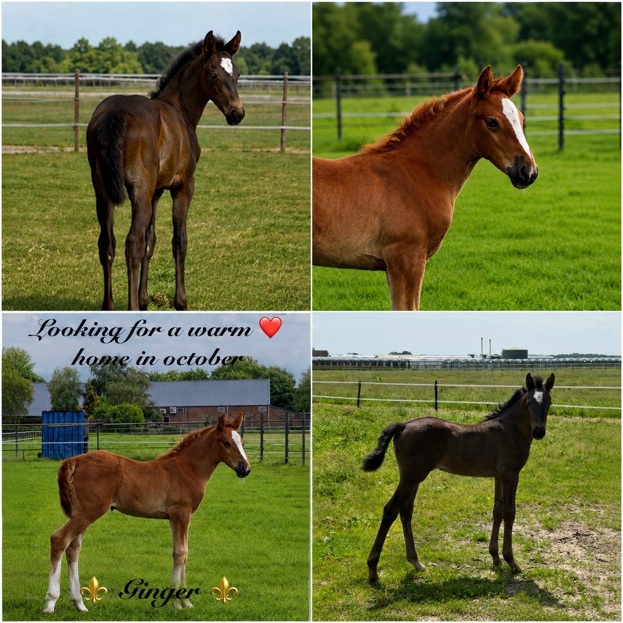 2 Talentvolle en bloedmooie KWPN merrieveulen van de fokker, Dieren en Toebehoren, Paarden, Merrie, Met stamboom, Dressuurpaard