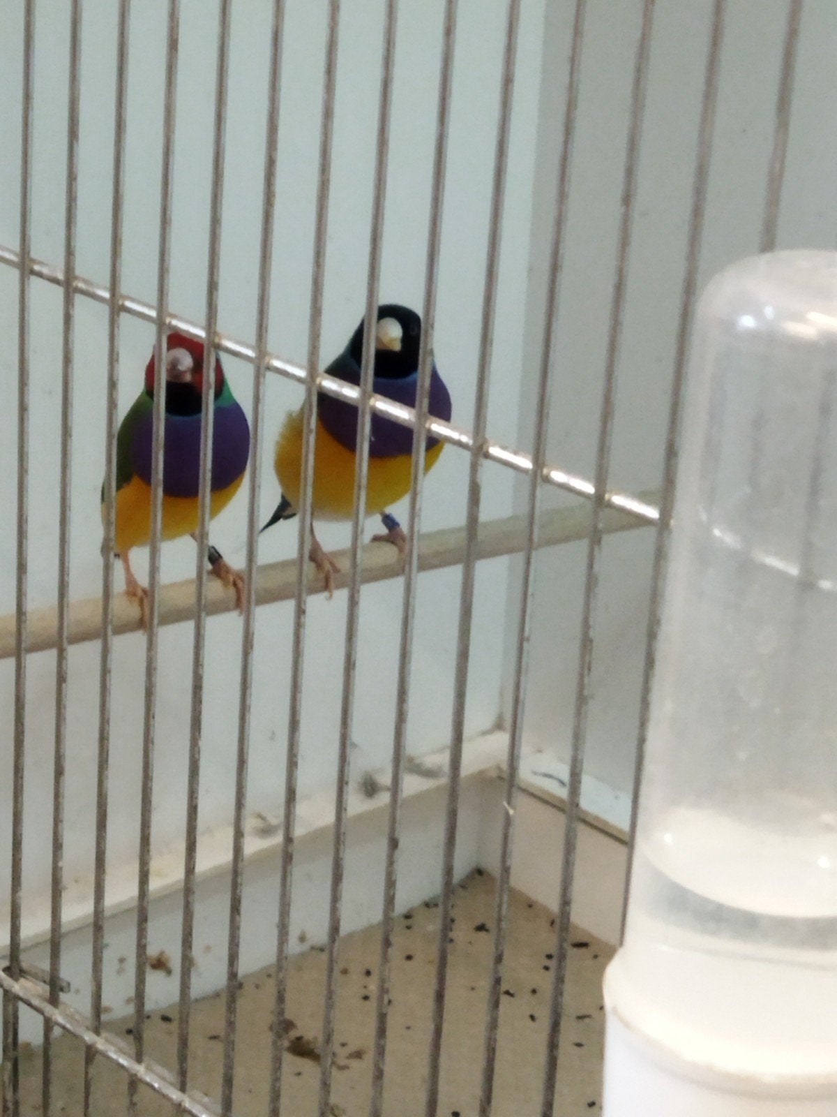 2-3 Gouldamadine, Dieren en Toebehoren, Vogels | Overige Vogels, Meerdere dieren, Geringd