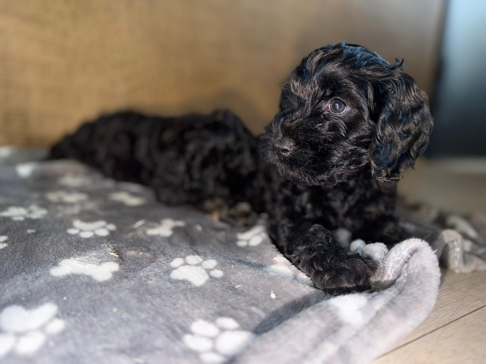 Huiskamer nest Cockapoo puppys zeer sociaal laatste reutje, CDV (hondenziekte), 8 tot 15 weken, Meerdere, Nederland