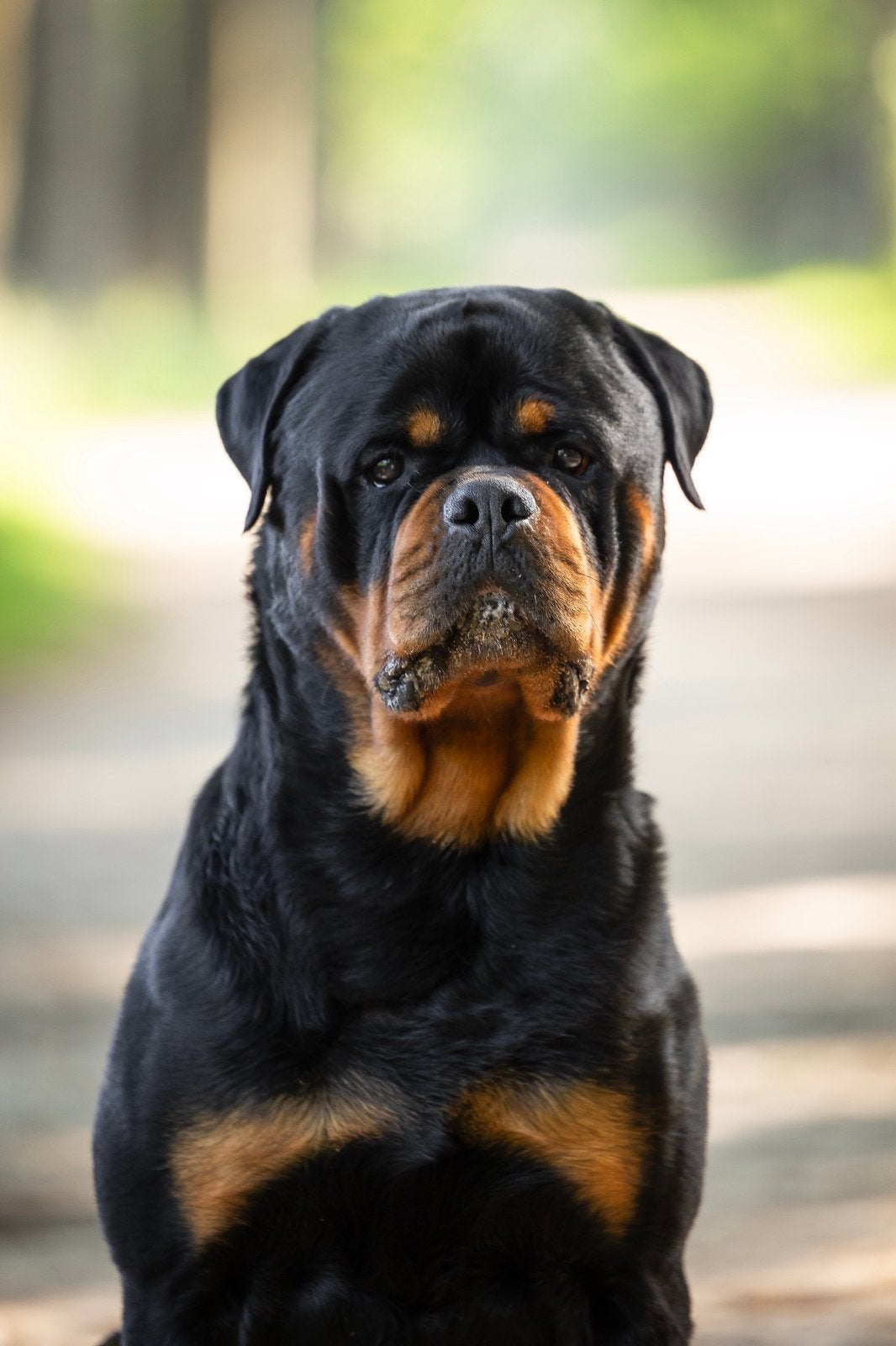 ‼️FCI STAMBOOM ROTTWEILER DEKREU‼️, Reu, 1 tot 2 jaar, Parvo, Eén hond