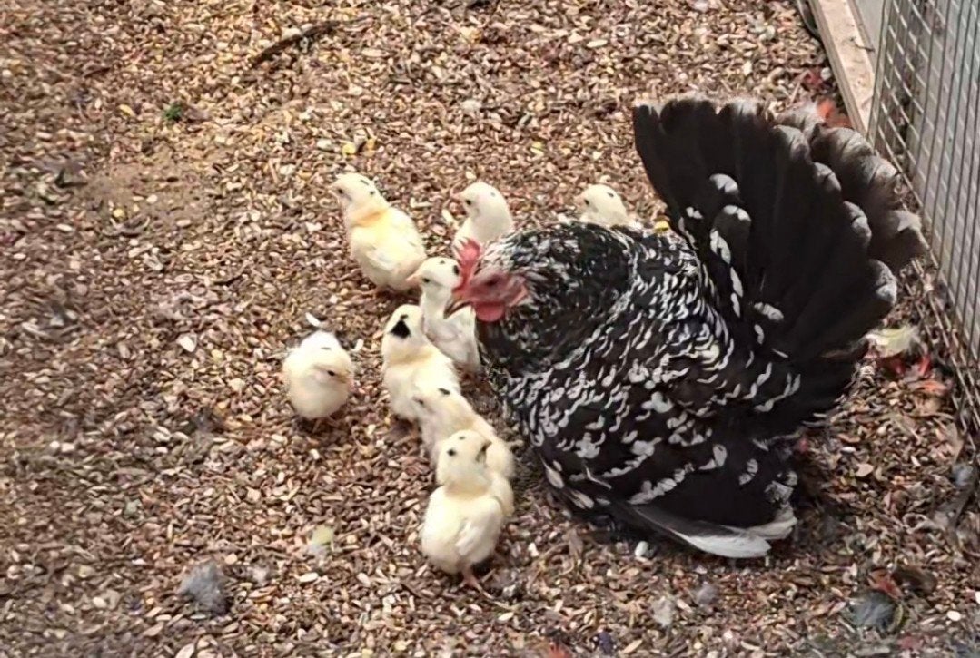 shabo hen met kuikens, Dieren en Toebehoren, Vrouwelijk, Kip