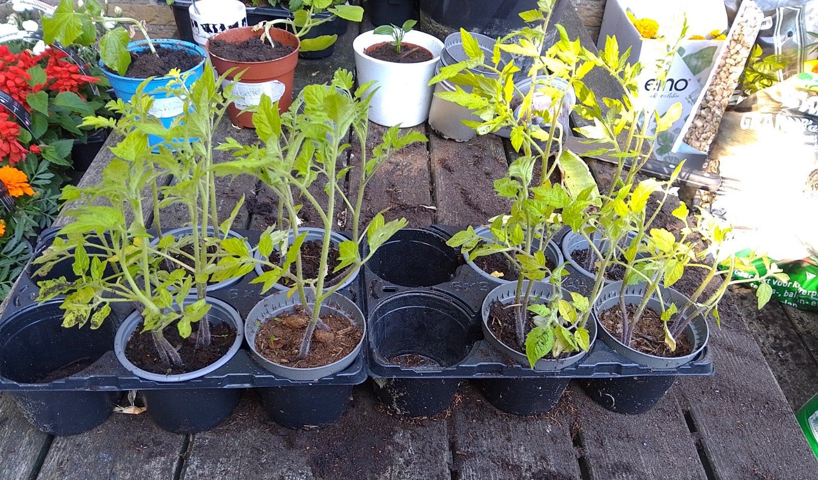 Tomaten plantjes, Ophalen, Eenjarig, Groenteplanten, Volle zon