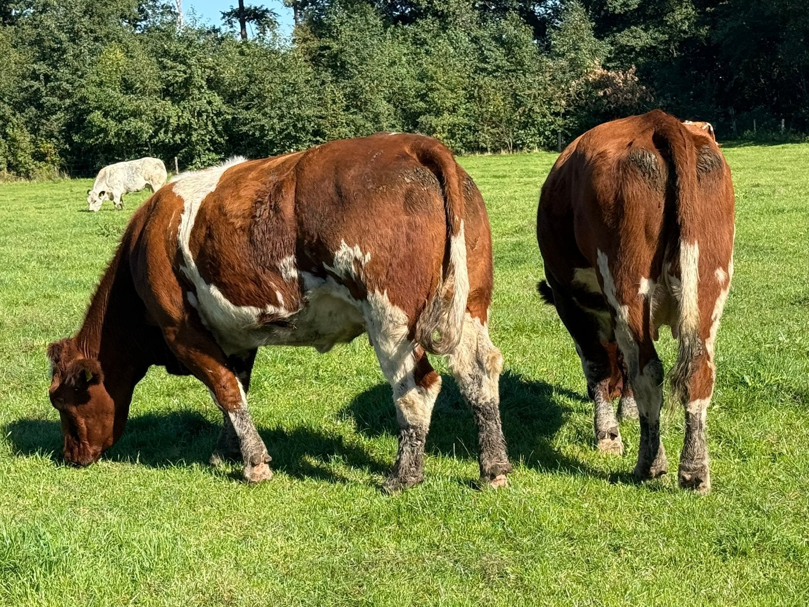 Koppel maine anjou koeien +dekstier van een stopper te koop, Dieren en Toebehoren, Meerdere dieren