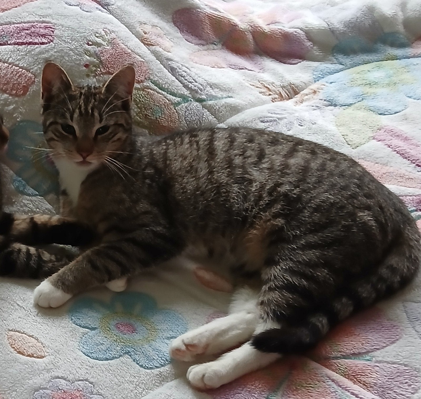 Vermist Noordgouwe, Kat