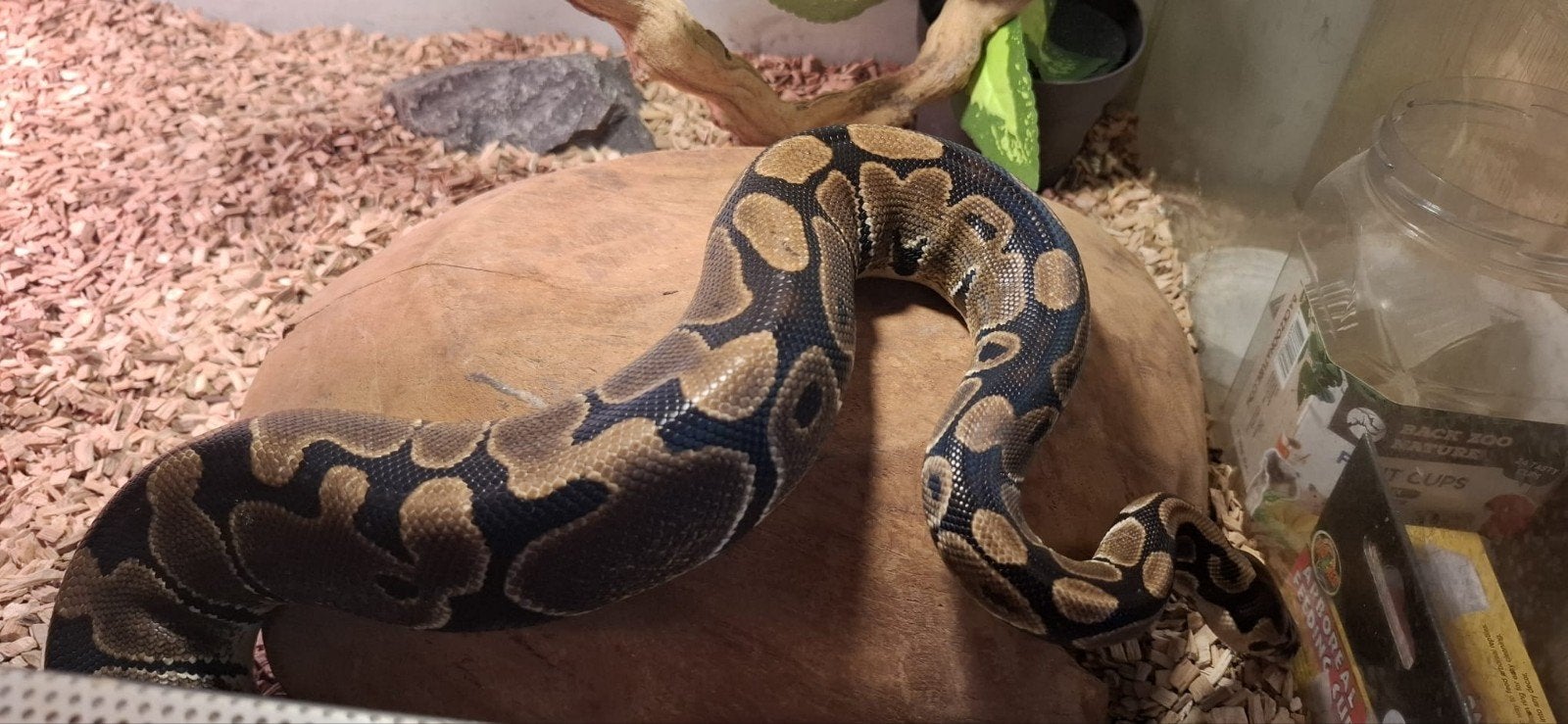 koning python dame