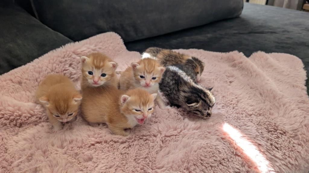 Kittens ( geen ras), Poes