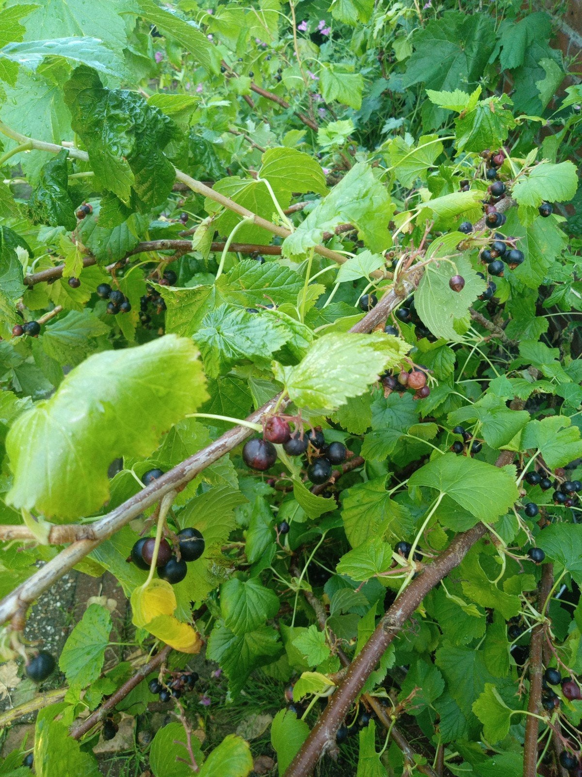 Bundel van 10 verse zwarte bessen stekken., Tuin en Terras, Minder dan 100 cm, Lente, Overige soorten, Volle zon