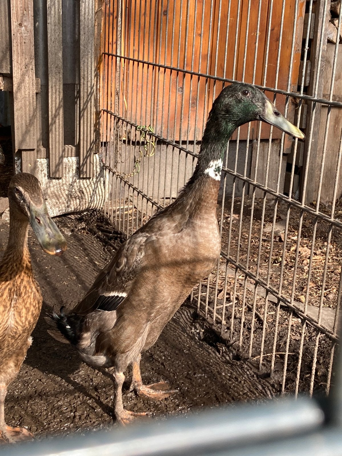 Jonge Loopend met woerd, Meerdere dieren, Eend