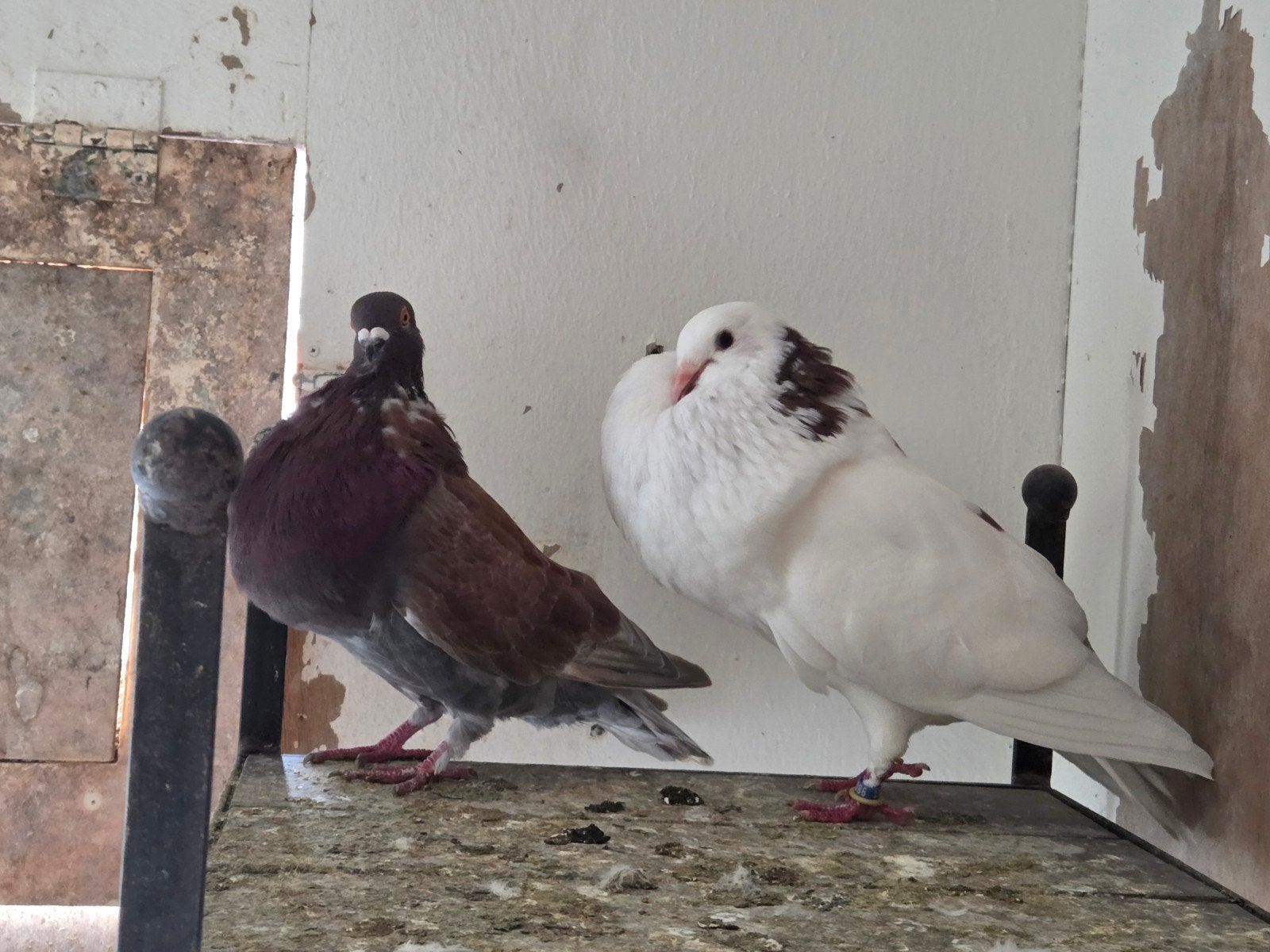 koppel Haagse tilduiven, Meerdere dieren