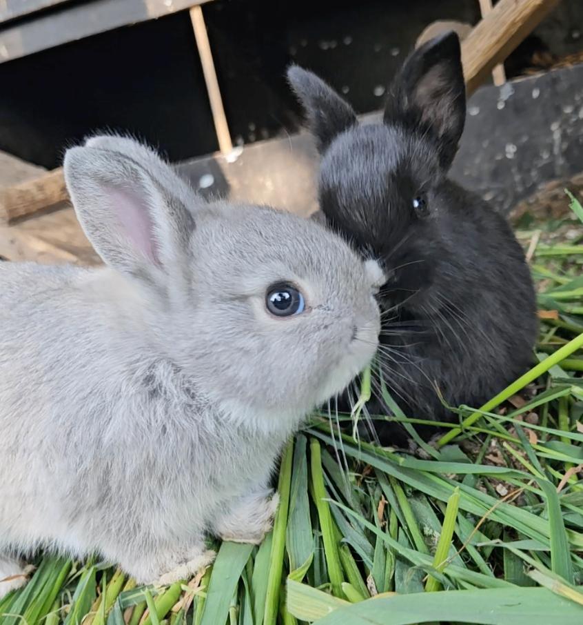 Baby dwerg konijntjes, Dieren en Toebehoren, Meerdere dieren, Dwerg, 0 tot 2 jaar