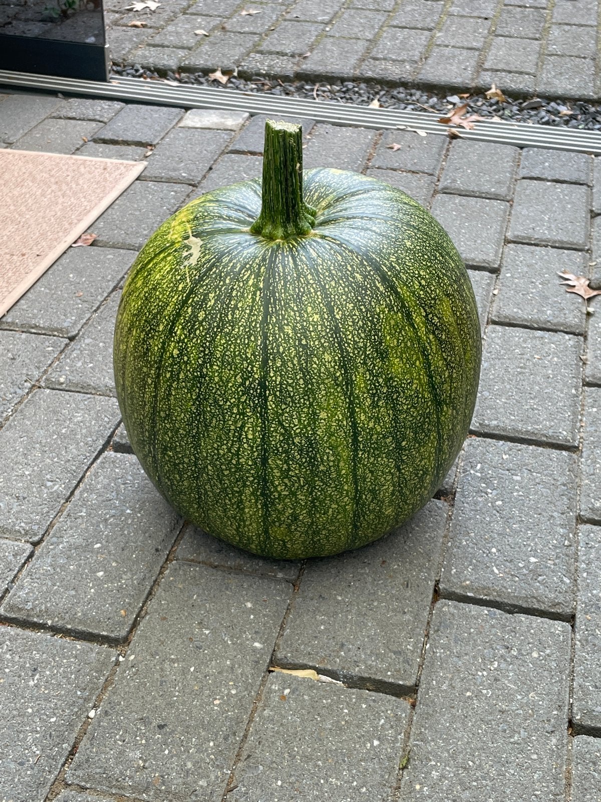 Grote groene pompoen voor decoratie., Tuin en Terras, Ophalen