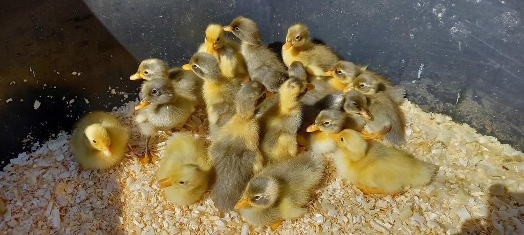 Indische loopeenden te koop, Dieren en Toebehoren, Vogels | Kanaries, Meerdere dieren, Kleurkanarie