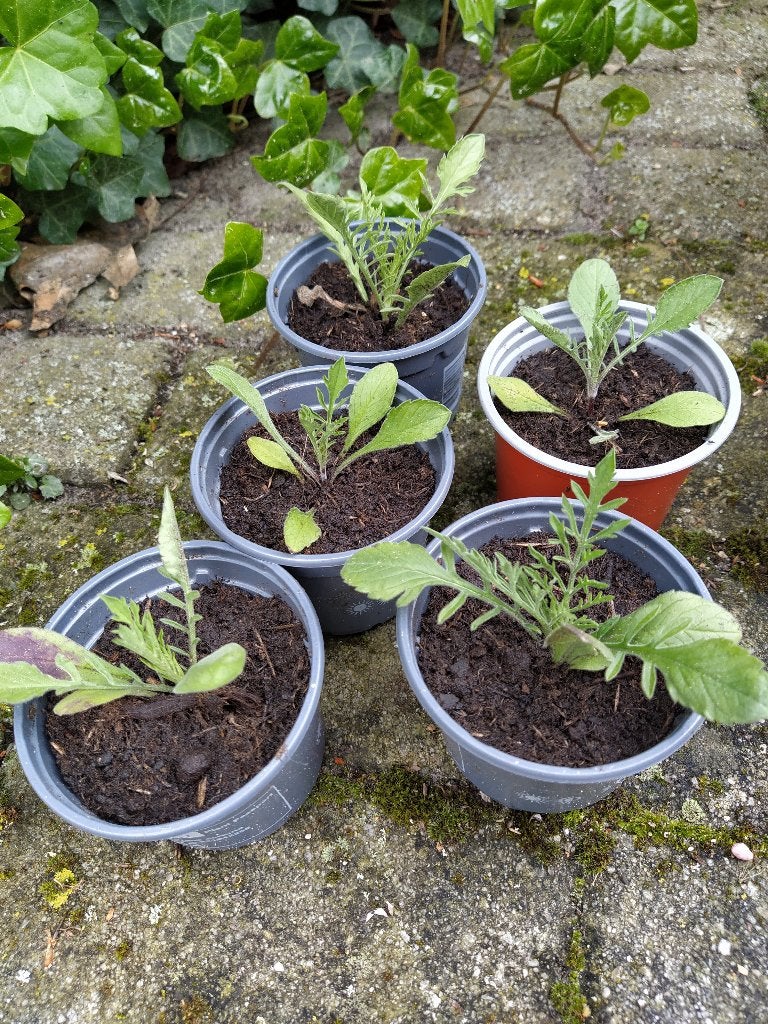 Te koop: geel duifkruid zaailingen, Ophalen, Vaste plant, Overige soorten, Volle zon