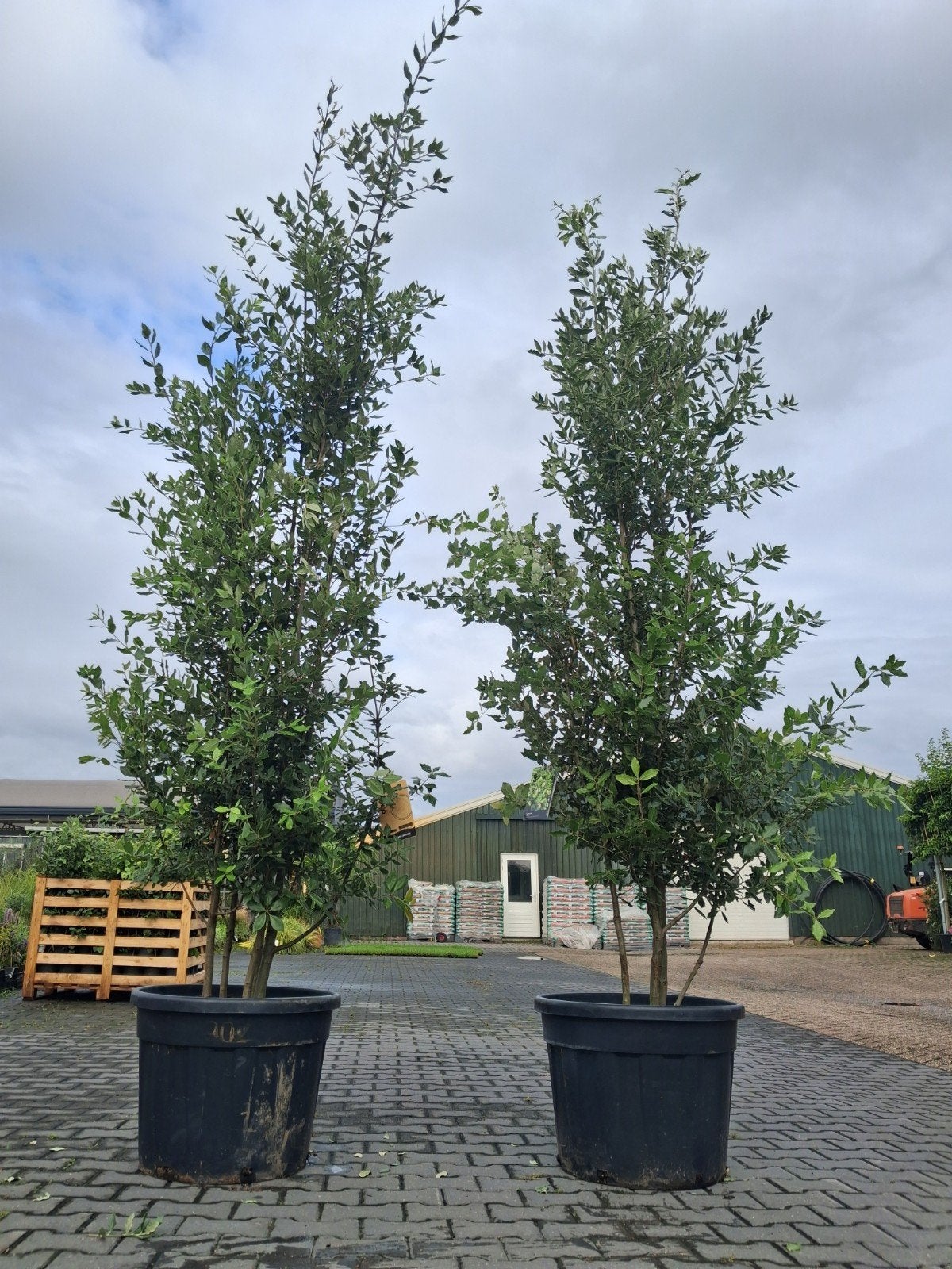 Meerstammige Steeneik (Quercus ilex) in pot 200-250 cm, In pot, Bloeit niet, Halfschaduw, Overige soorten