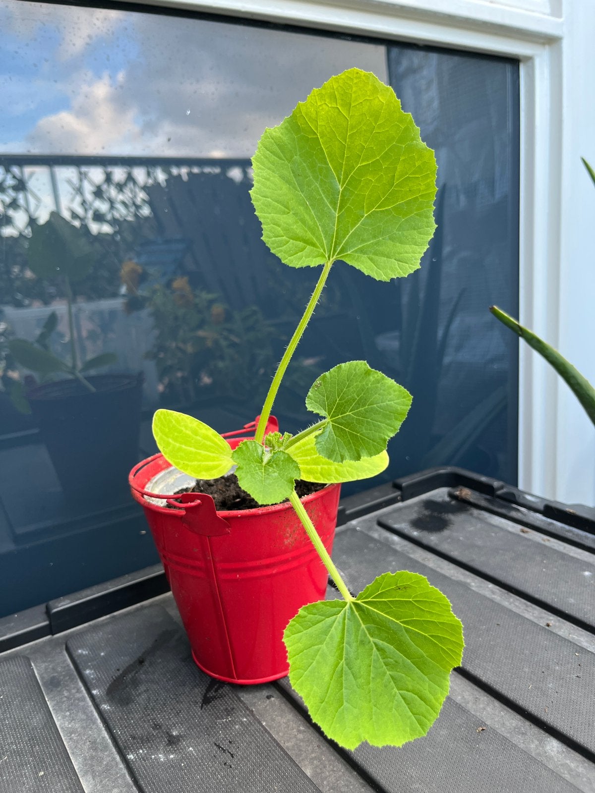 Jonge Pompoenplant, Tuin en Terras, Ophalen