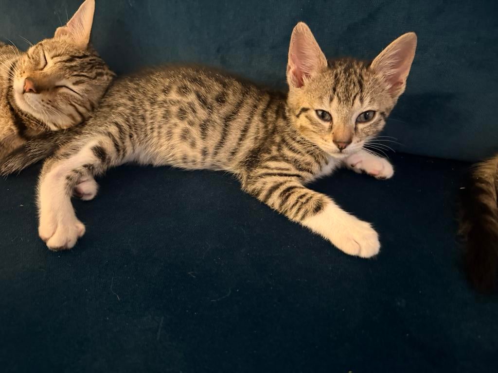 Halve bengaalse kittens, Dieren en Toebehoren, Katten en Kittens | Raskatten | Korthaar, Poes, Gechipt